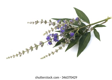 Chaste; Vitex Agnus; Castus; Woody