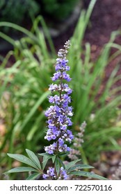 Chaste; Vitex Agnus; Castus; Woody