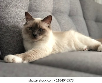 Chat De Birmanie Blue Point Stock Photo Edit Now