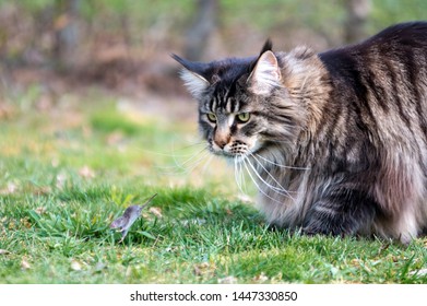 Chat Maine Coon Stock Photos Images Photography Shutterstock