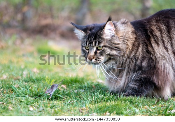 Chat Maine Coon Images Stock Photos Vectors Shutterstock