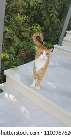 Chat Roux Extérieur 