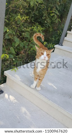 Chat Roux Extérieur 