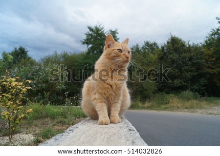 Chat Roux