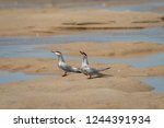 Chatham, MA/USA - Jun. 2016:  Two Common Terns (Sterna hirundo) standing on the sand of an intertidal flat at low tide looking towards the sky.  Monomoy National Wildlife Refuge, MA.