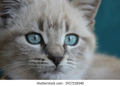 Mignon Animal High Res Stock Images Shutterstock