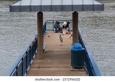 Chattanooga, Tennessee, USA // 11-27-19 : Two Men Fishing Off A Pier In Riverpark With A Blue Heron Looking On In Hopes Of A Meal.