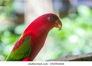 Chattering Lory Lorius Garrulus Forestdwelling Parrot Stock Photo
