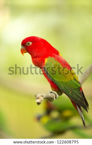 Chattering Lory resting on a twig