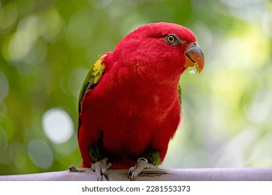 the chatting lory has a red body and green wings - Shutterstock ID 2281553373