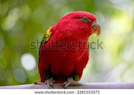 the chatting lory has a red body and green wings