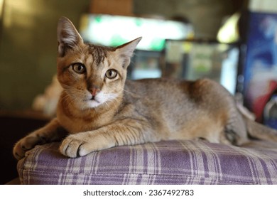 A Chausie cat laying on the couch - Shutterstock ID 2367492783