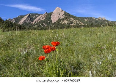 Chautauqua Park, Boulder, Colorado in spring - blooming poppies with the Flatirons in the background.