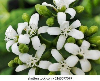 Chaya Flower Plant Mexican Tree Spinach Stock Photo 2165077099 ...