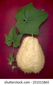 Chayote (Sechium Edule),variety Albus Spinosum, Also Know Chuchu, Cho Cho, Zucca Centenaria. Sicyos Edulis. Fruit With Thorns