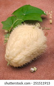 Chayote (Sechium Edule),variety Albus Spinosum, Also Know Chuchu, Cho Cho, Zucca Centenaria. Sicyos Edulis. Fruit With Thorns