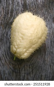 Chayote (Sechium Edule),variety Albus Spinosum, Also Know Chuchu, Cho Cho, Zucca Centenaria. Sicyos Edulis. Fruit With Thorns