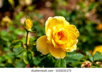 Ch-Ching! rose flower in the field. Scientific name: Rosa 'Ch-Ching!'
Flower bloom Color: Deep yellow
 - Shutterstock ID 1533231173