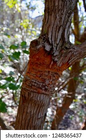 Cheaha State Park