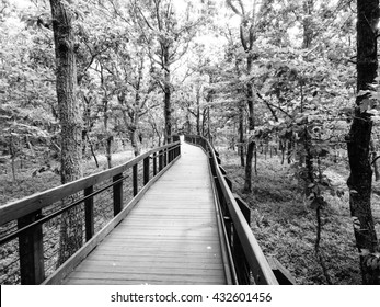 Cheaha State Park Pathway