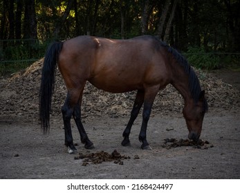 Cheatnut mare smelling the poop of another horse, and huge pile og horse dung in the background.