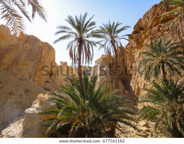 Gamle tider overholdelse Recollection Chebika Oasis Tunisia Nature Africa Stock Photo (Edit Now) 677561182