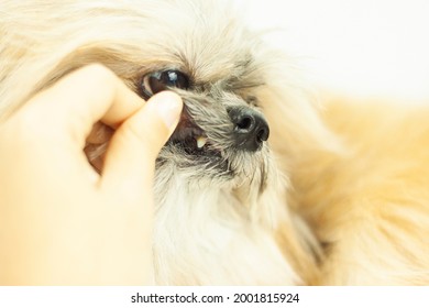 Check Dog Teeth. Veterinarian's Dog Dental Check-up. In The Dog's Mouth.