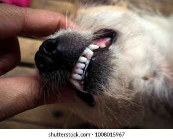 Check Out The Dog's Dental Health.