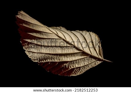 Check out the intricate textures and wonderful details of a wilted tree leaf from the autumn forest.