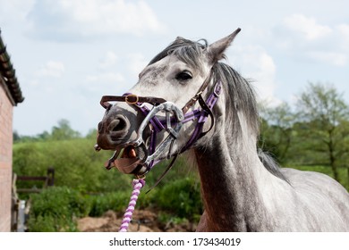Check Up-Beautiful Grey Horse With Her Mouth Clamped Open Being Treated By Equine Dentist