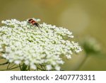A checkered beetle (Trichodes apiarius) sitting on a white umbellifer, sunny day in summer, Vienna (Austria)