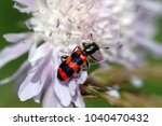 Checkered Beetles Trichodes apiarius on a flower, Red and Black striped Beetle on a lilac flower