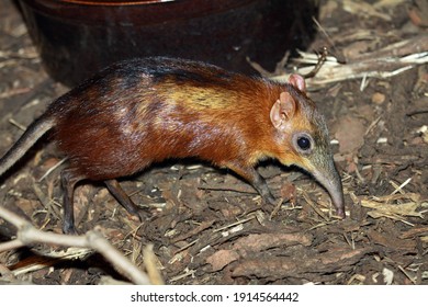 Checkered Elephant Shrew Rhynchocyon Cirnei Macrurus Stock Photo