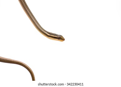 Checkered Garter Snake On White Background Stock Photo 342230411 ...