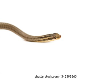 163 Baby Common Garter Snake Stock Photos, Images & Photography ...