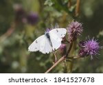 Checkered White Butterfly (pontia protodice) on a purple thistle