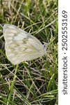 checkered white butterfly (Pontia protodice) resting on some grass 