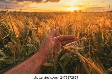 Checking barley crop ears before harvest, close up of male farmer's hand in field, selective focus - Powered by Shutterstock