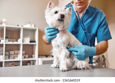 Checking the breath. Male veterinarian in work uniform listening to the breath of a small dog with a phonendoscope in veterinary clinic. Pet care concept