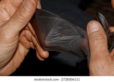 Checking the condition of the wing of a Canary long-eared bat Plecotus teneriffae captured for study. Garafia. La Palma. Canary Islands. Spain.
