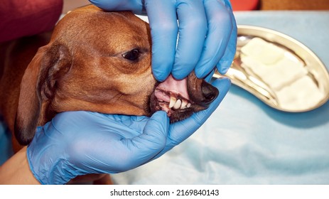 Checking Dog Teeth In Veterinary Clinic