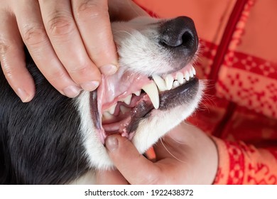 Checking of dog's teeth by veterinarian 