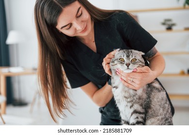 Checking The Ears. Scottish Fold Cat Is In The Grooming Salon With Female Veterinarian.