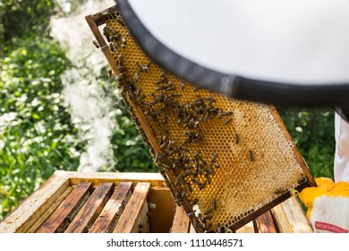 Checking the frame by the beekeeper