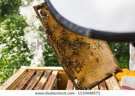 Checking the frame by the beekeeper