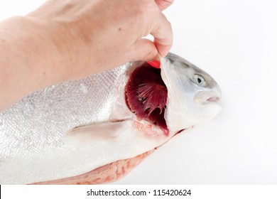 Checking freshness of fish, open gills