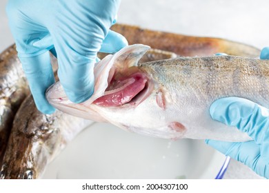 Checking freshness of fish, open gills. Fresh pike perch, fresh fish