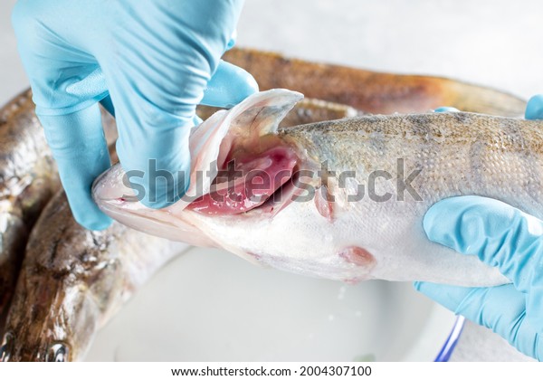 Checking Freshness Fish Open Gills Fresh Stock Photo (Edit