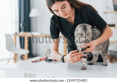 Checking the nails on paw. Scottish fold cat is in the grooming salon with female veterinarian.