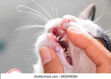 Checking Teeth Of Cat Close Up Shot